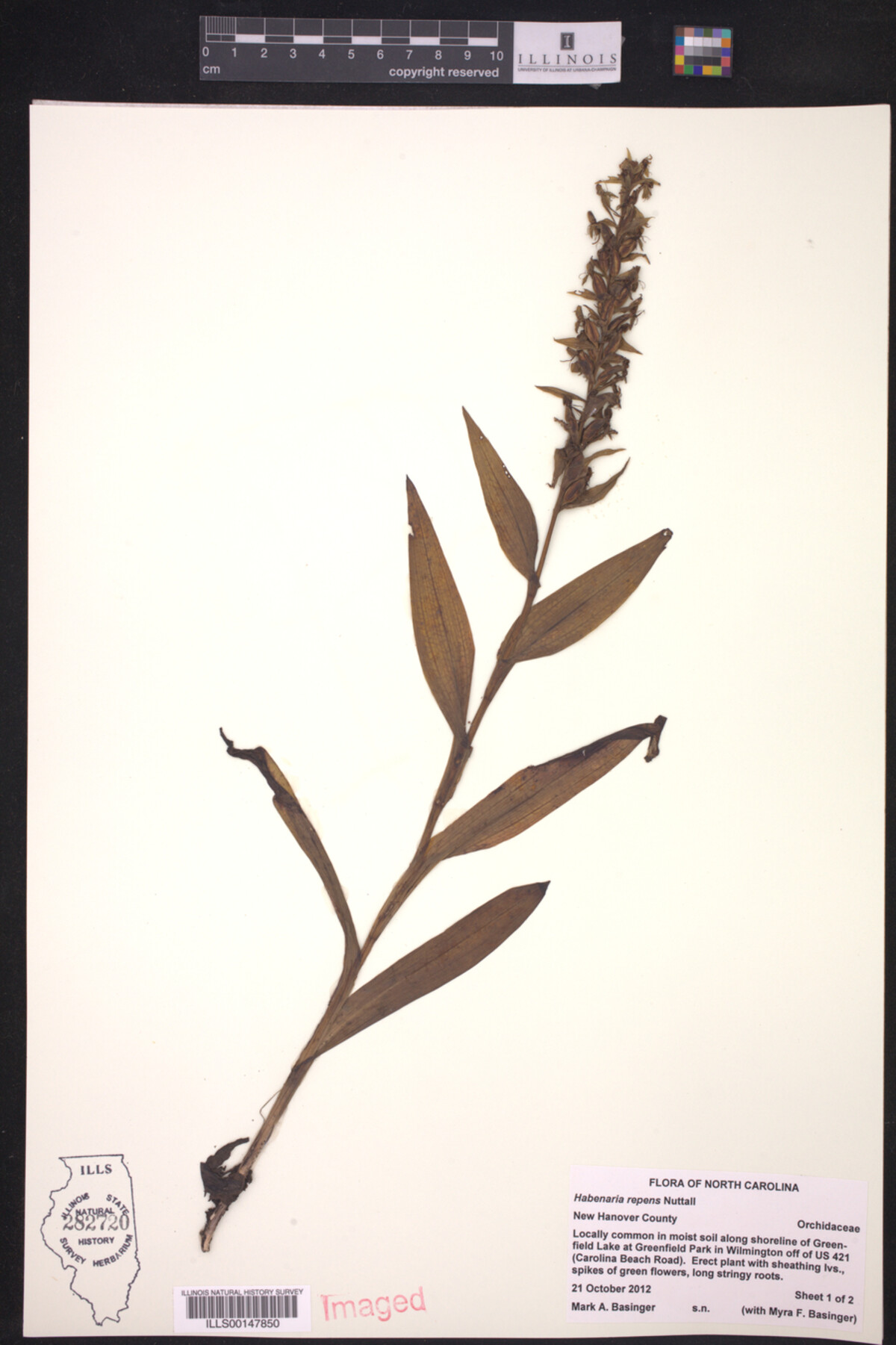 Habenaria repens image