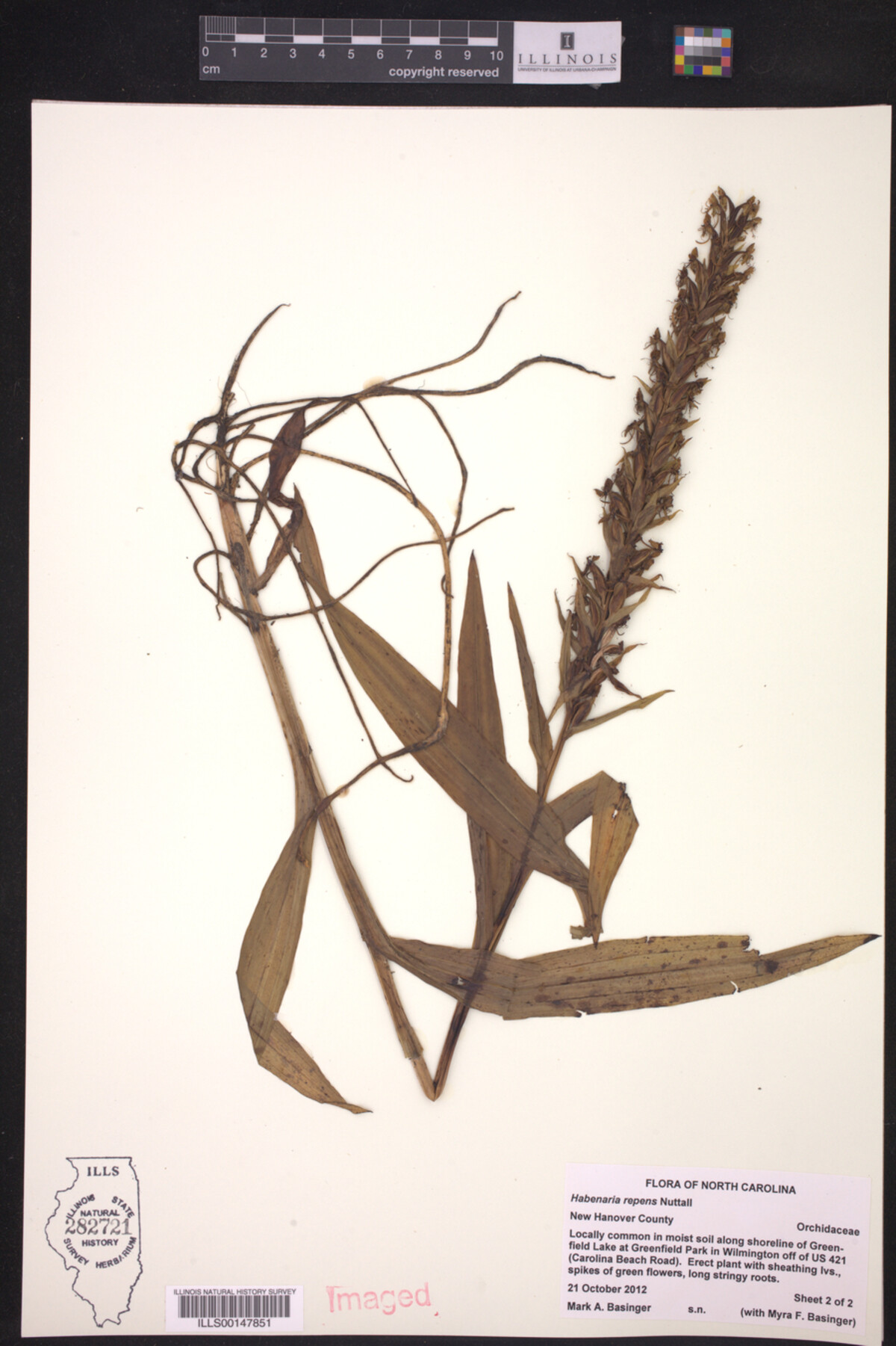 Habenaria repens image