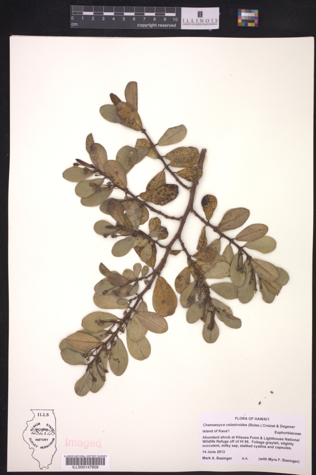 Euphorbia celastroides image