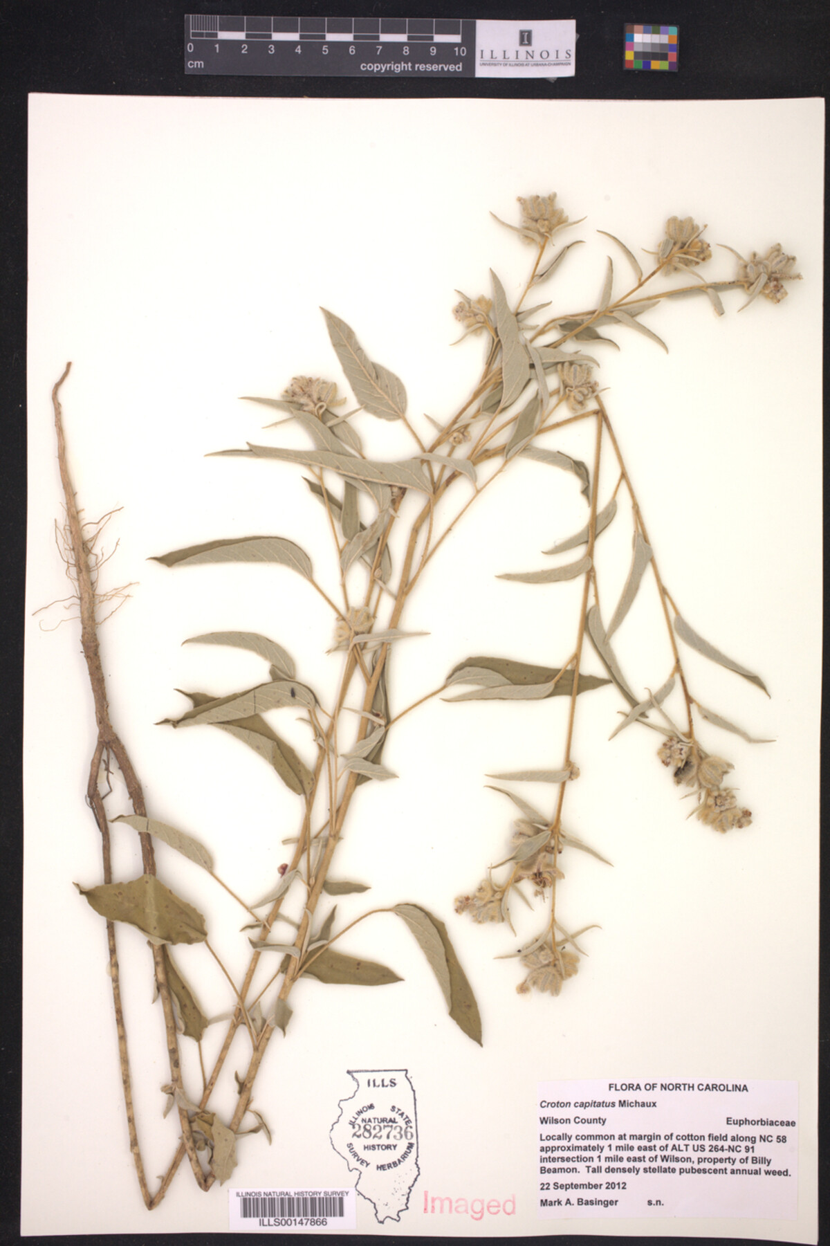 Croton capitatus image