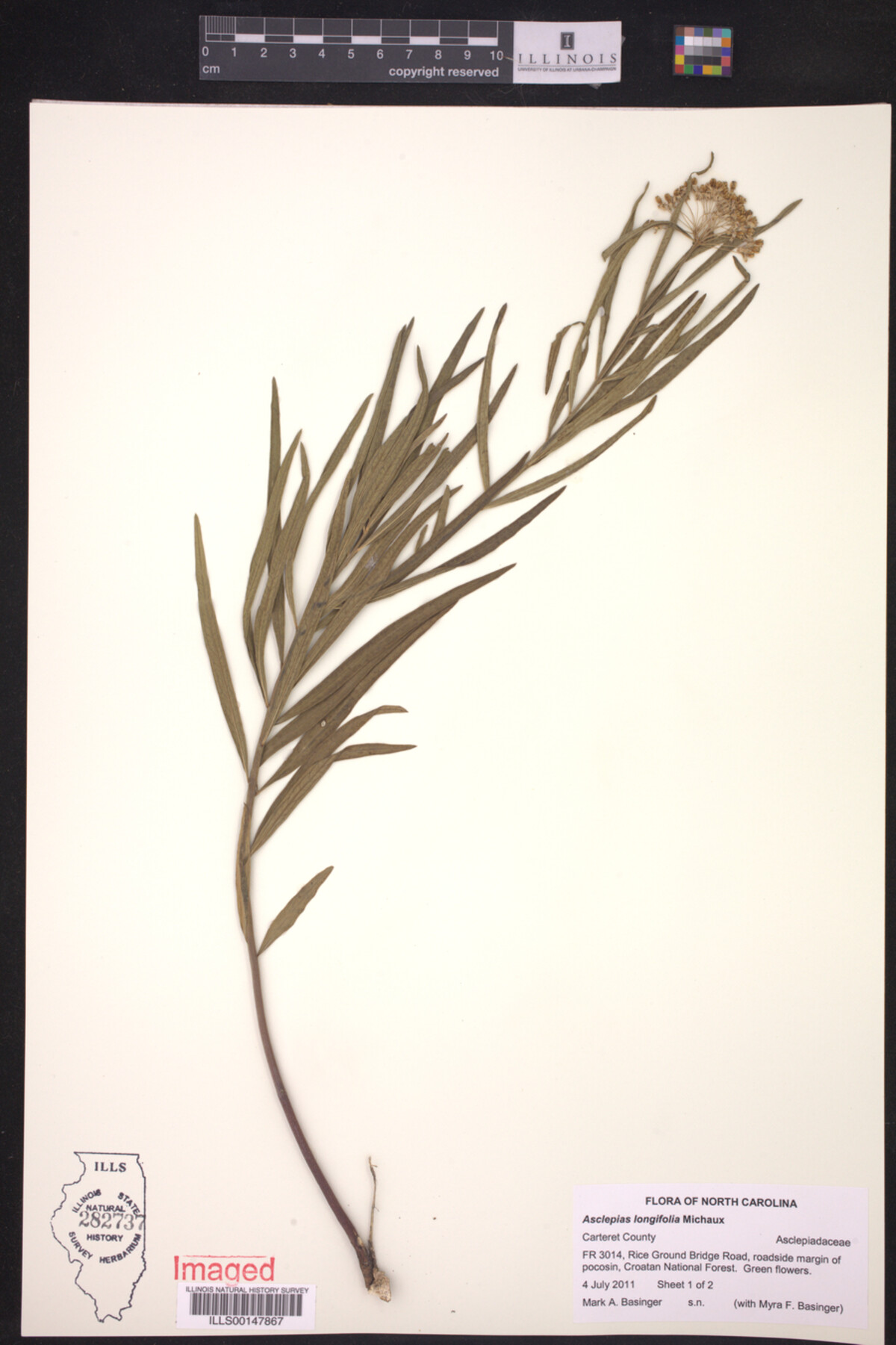 Asclepias longifolia image