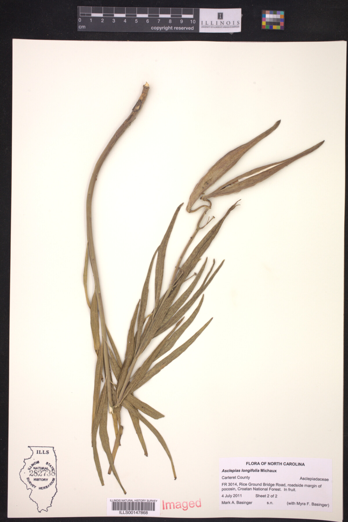 Asclepias longifolia image