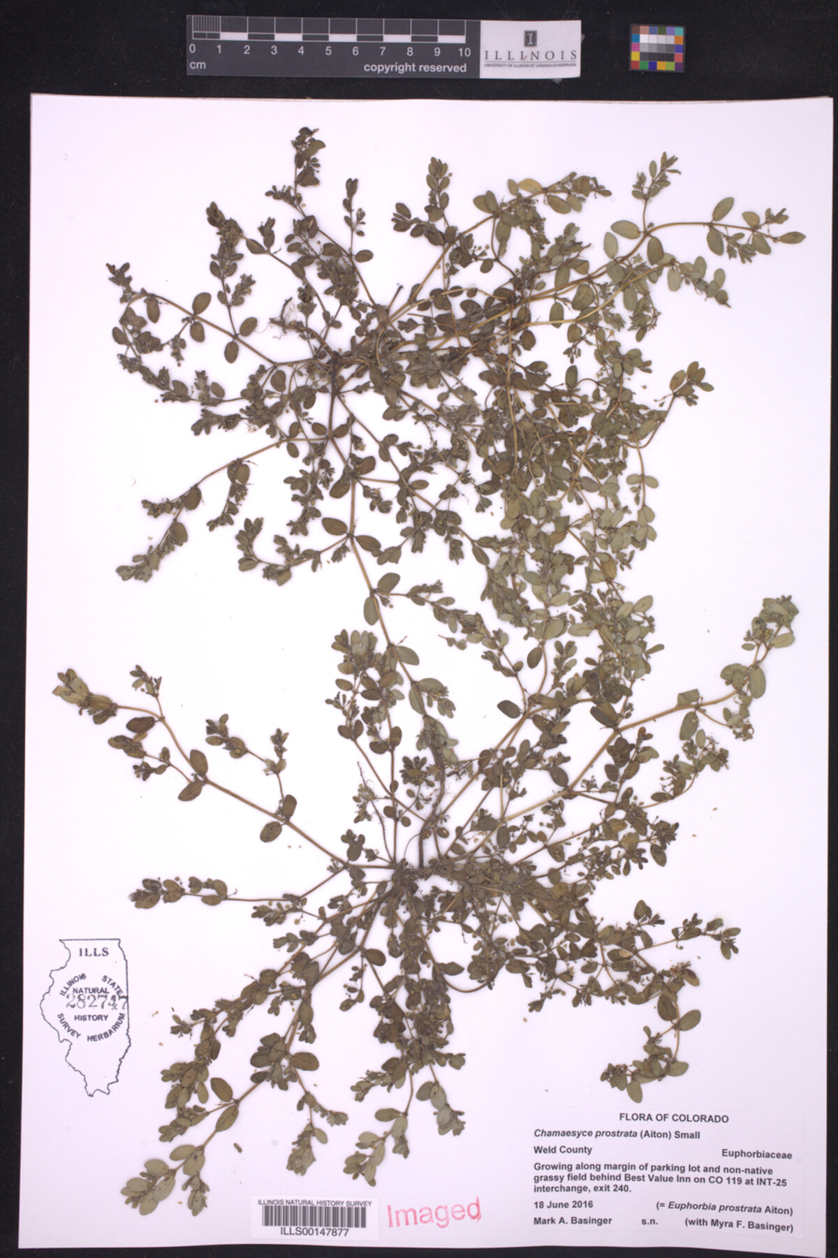 Euphorbia prostrata image