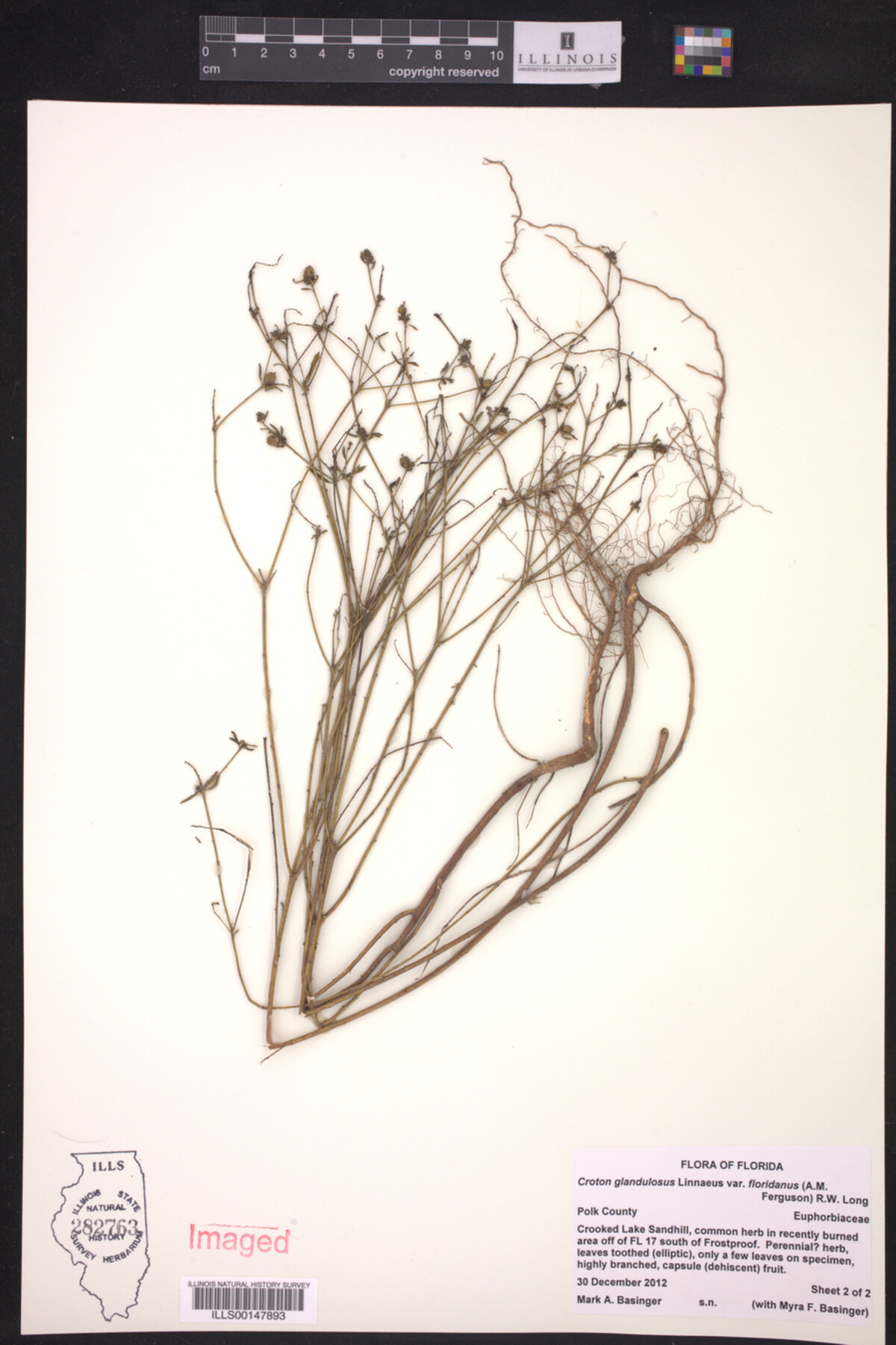 Croton glandulosus var. floridanus image