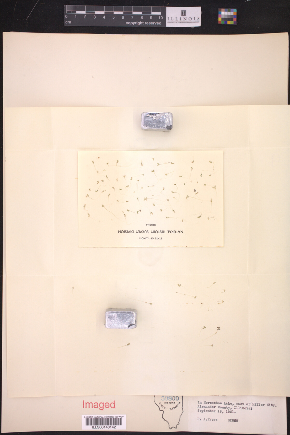 Lemna minor image