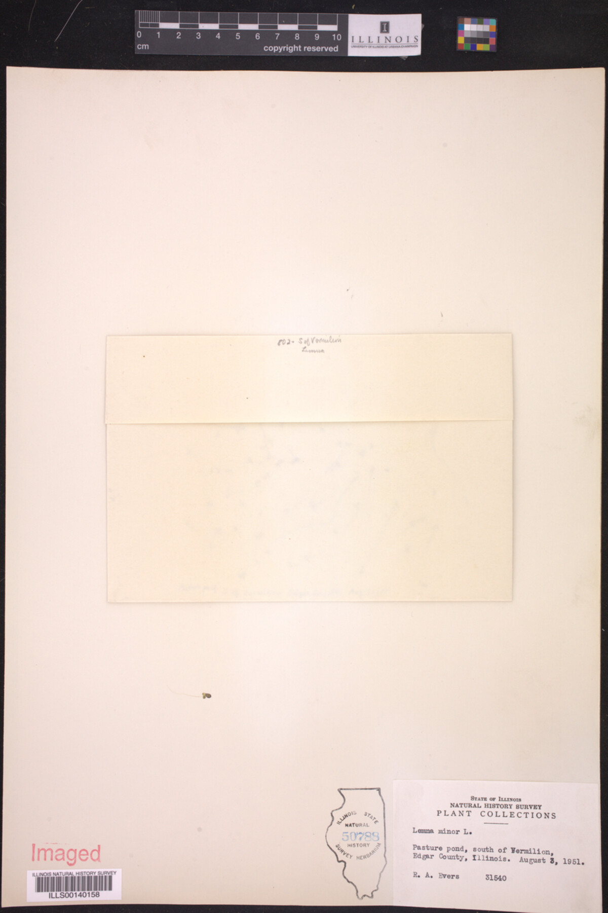 Lemna minor image