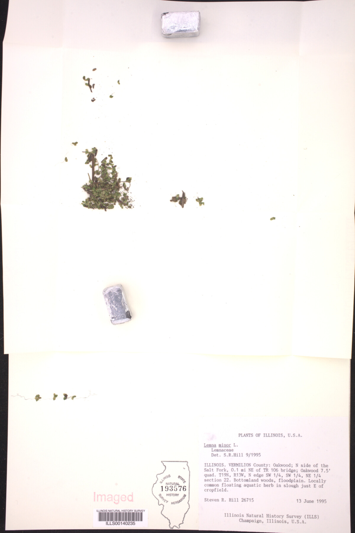 Lemna minor image