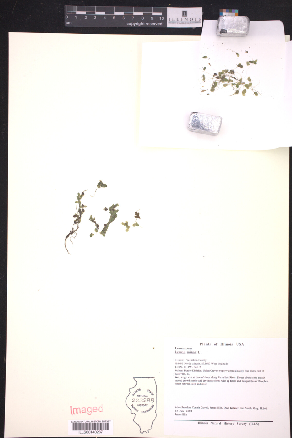 Lemna minor image