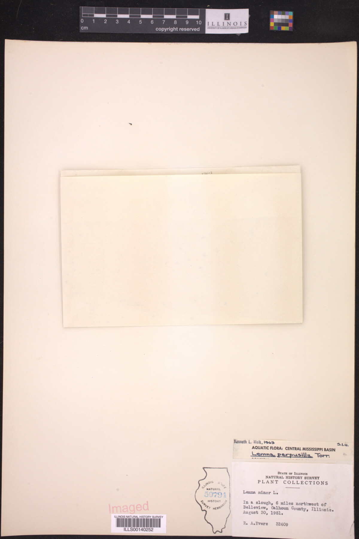 Lemna perpusilla image