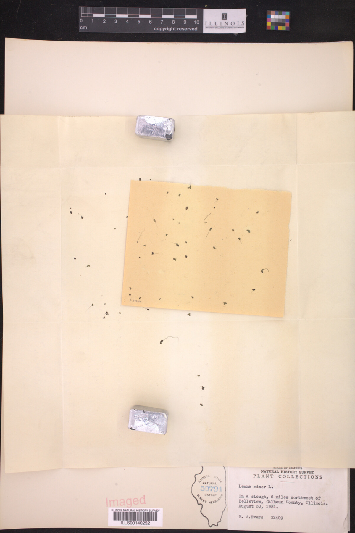 Lemna perpusilla image