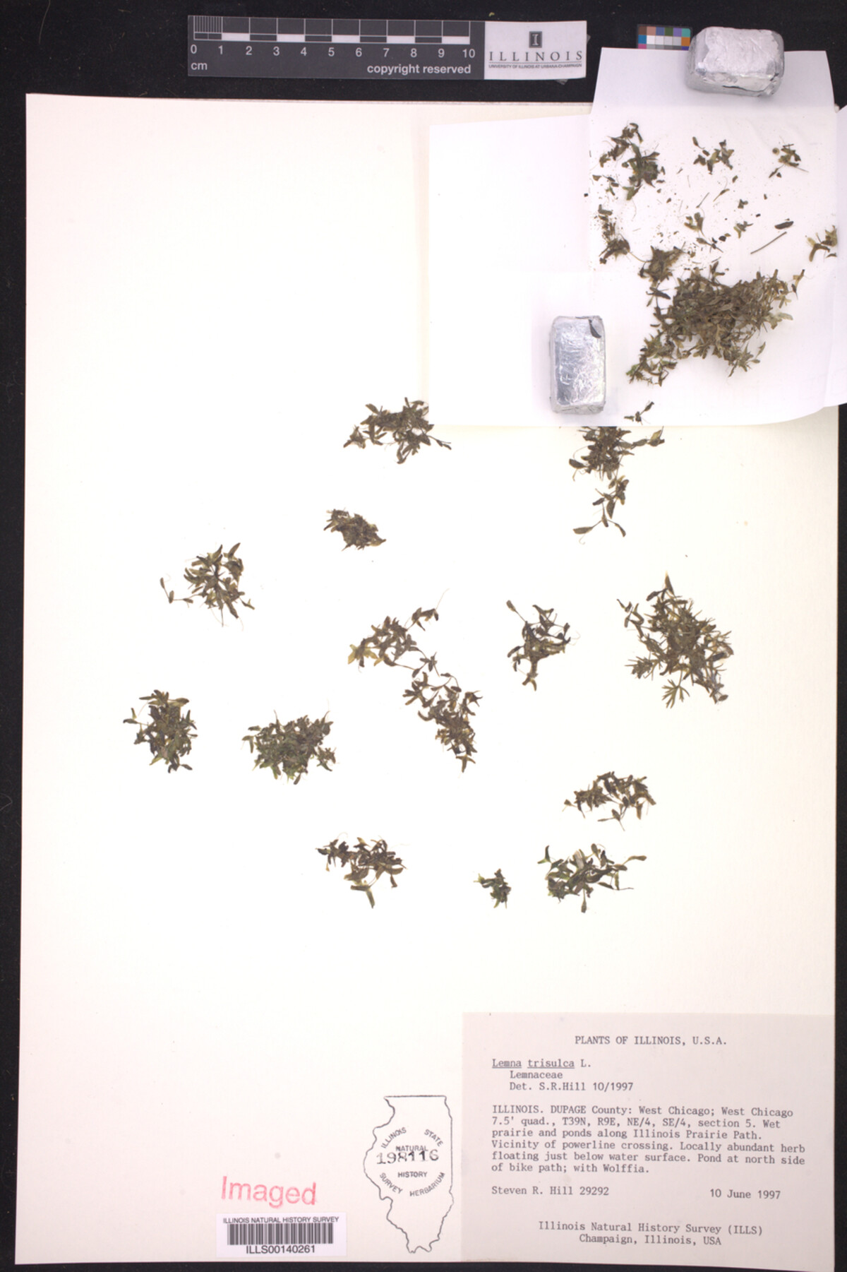 Lemna trisulca image