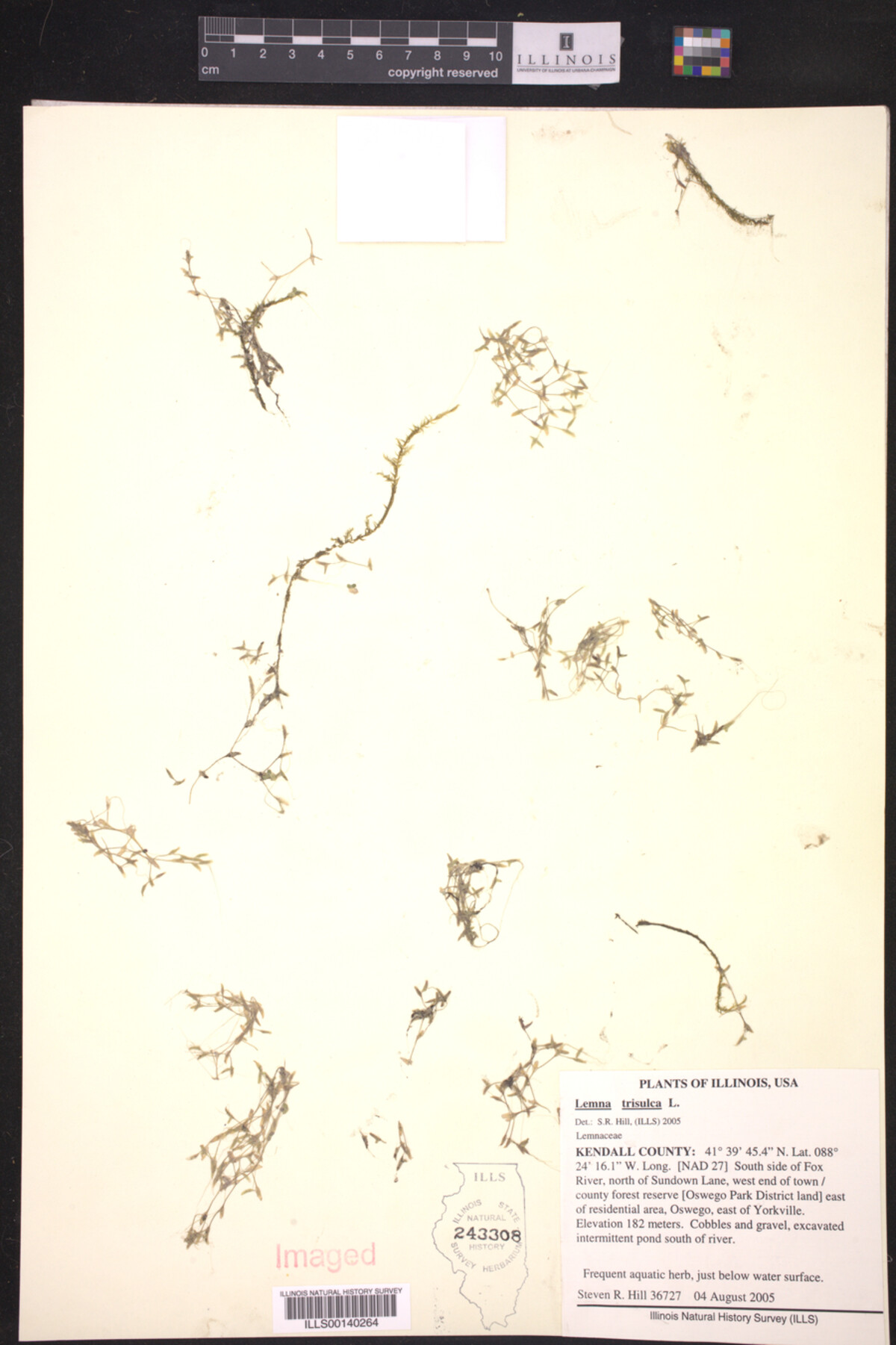 Lemna trisulca image