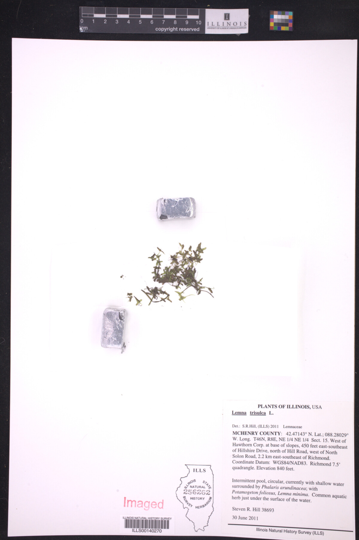 Lemna trisulca image