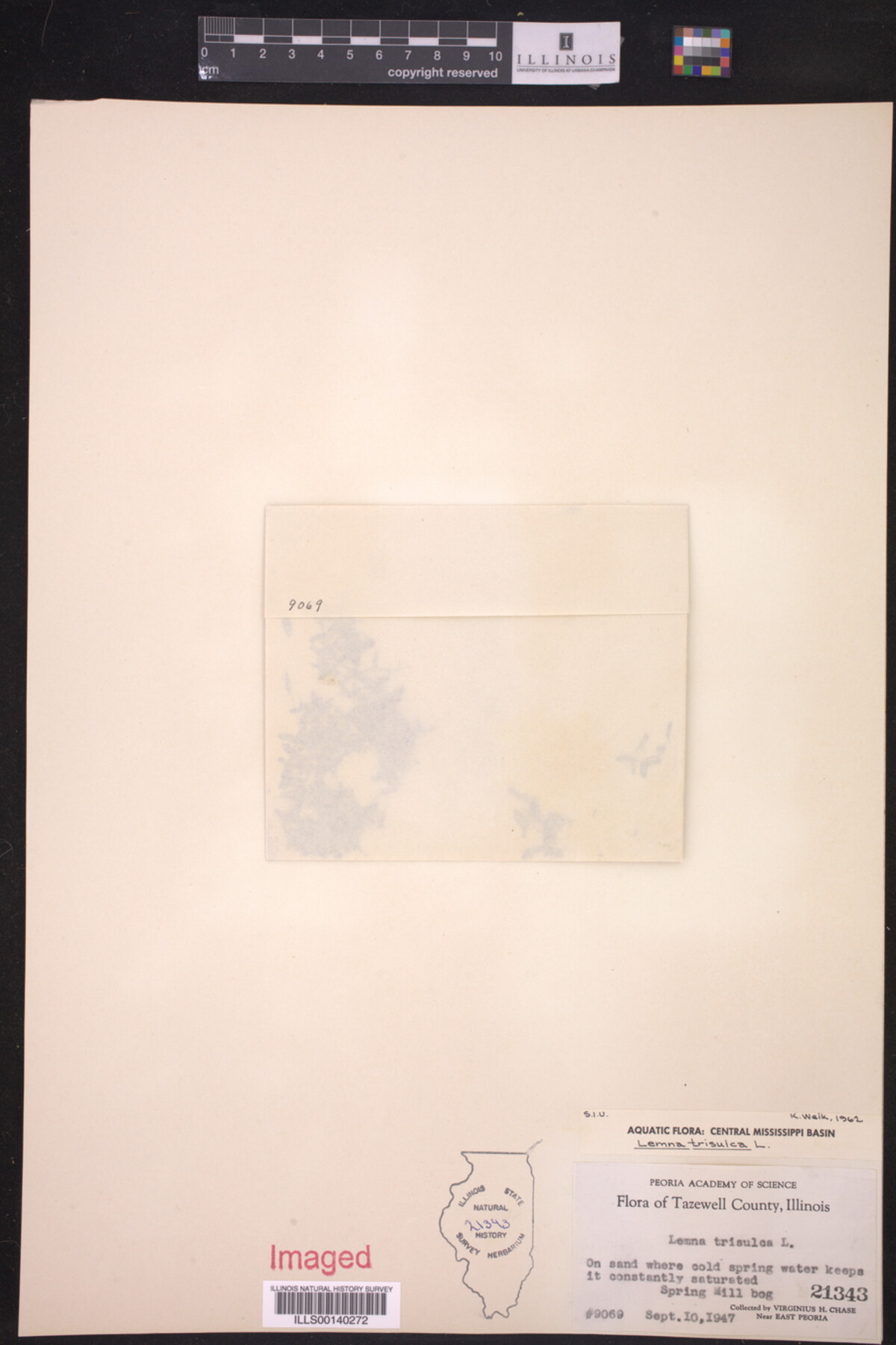 Lemna trisulca image