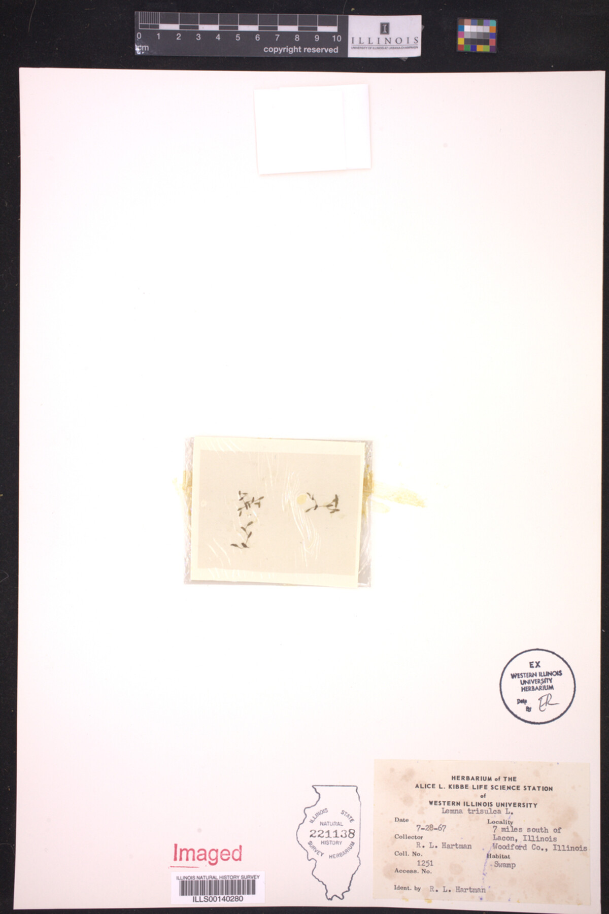 Lemna trisulca image