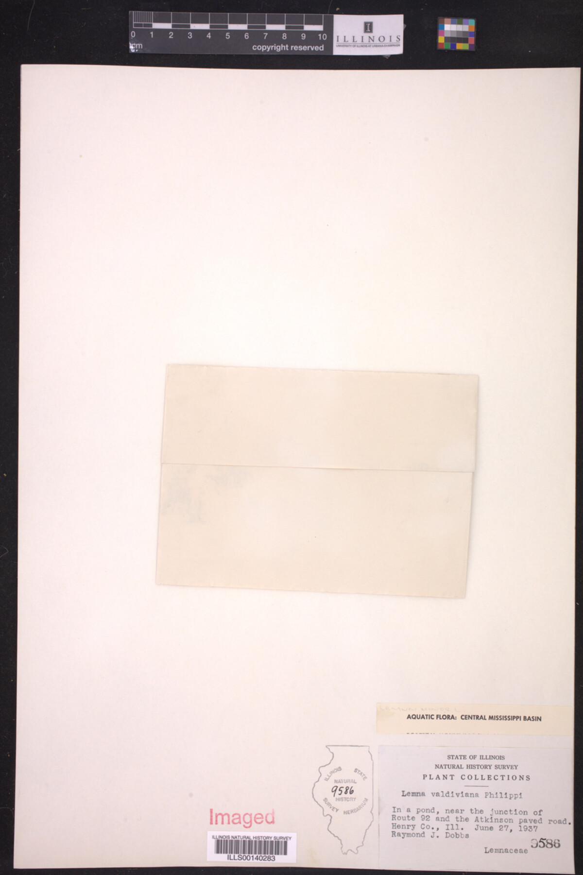 Lemna valdiviana image