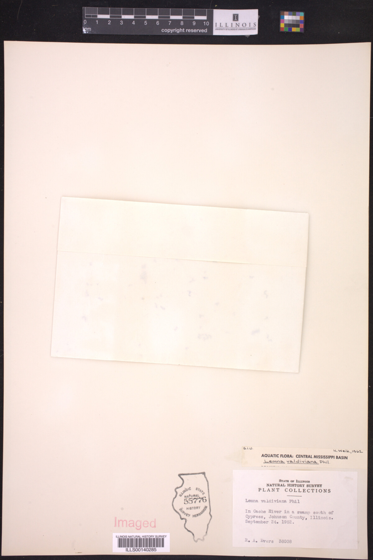 Lemna valdiviana image
