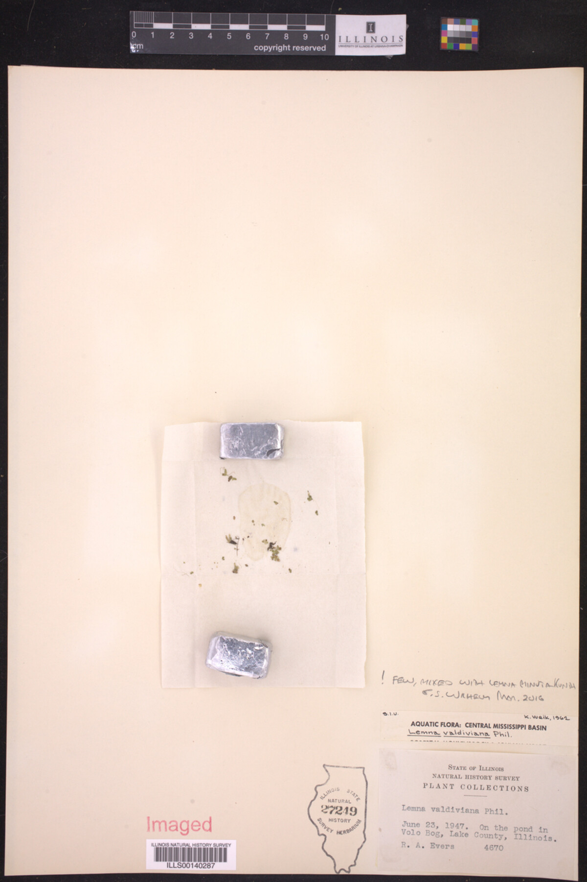 Lemna valdiviana image