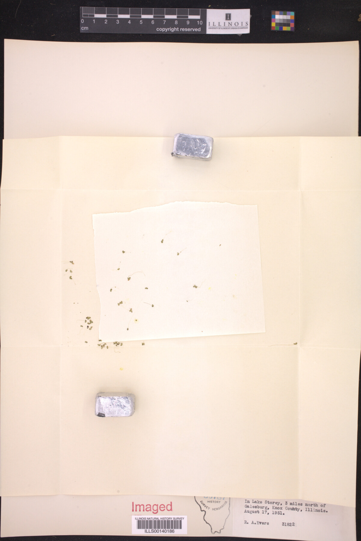 Lemna minor image