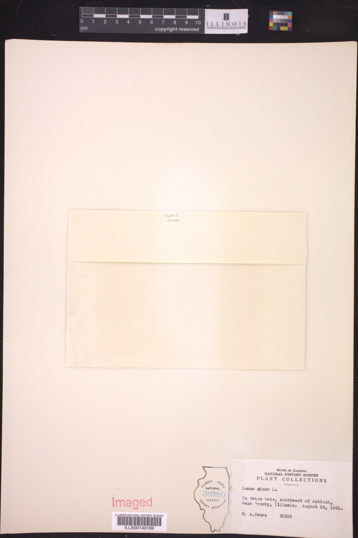 Lemna minor image