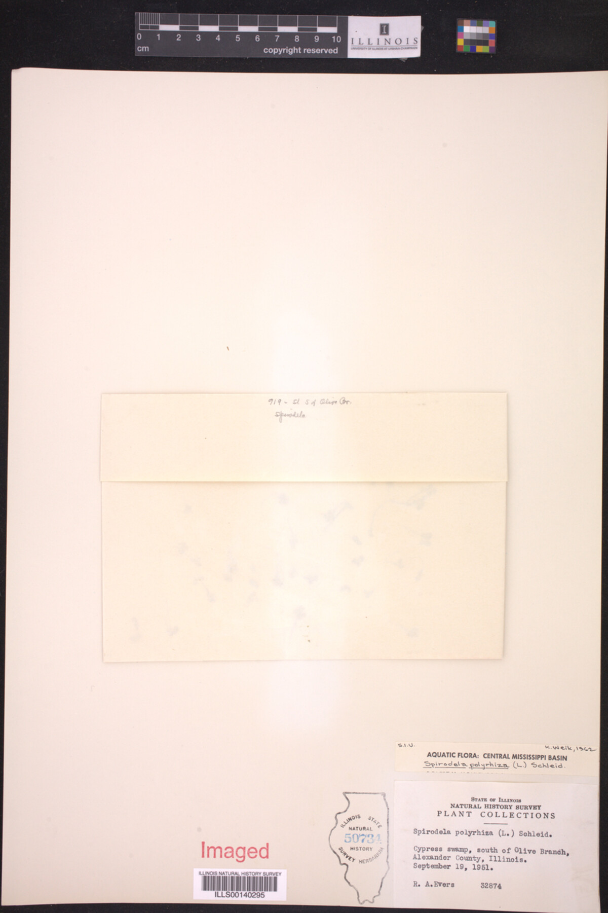 Spirodela polyrhiza image