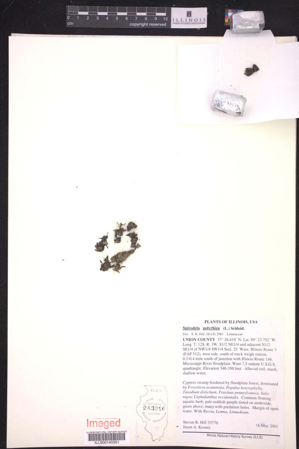 Spirodela polyrhiza image