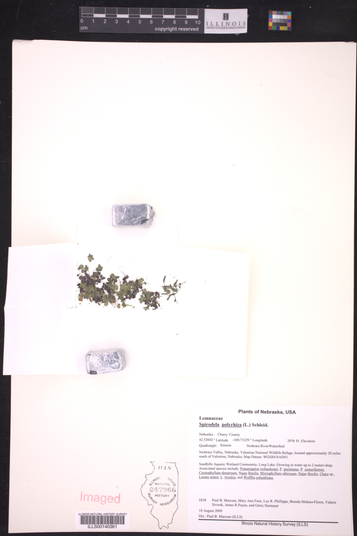 Spirodela polyrhiza image