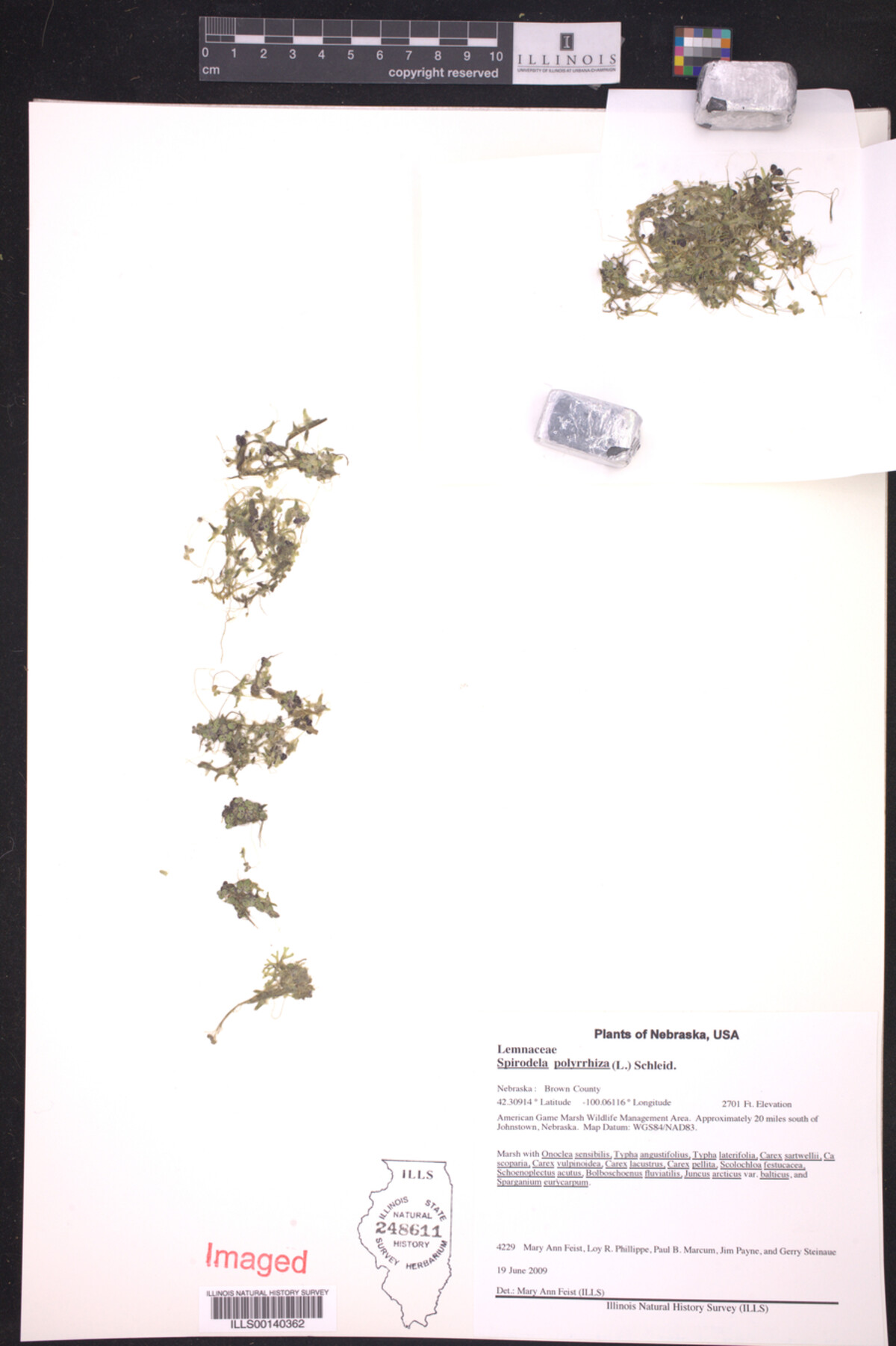 Spirodela polyrrhiza image