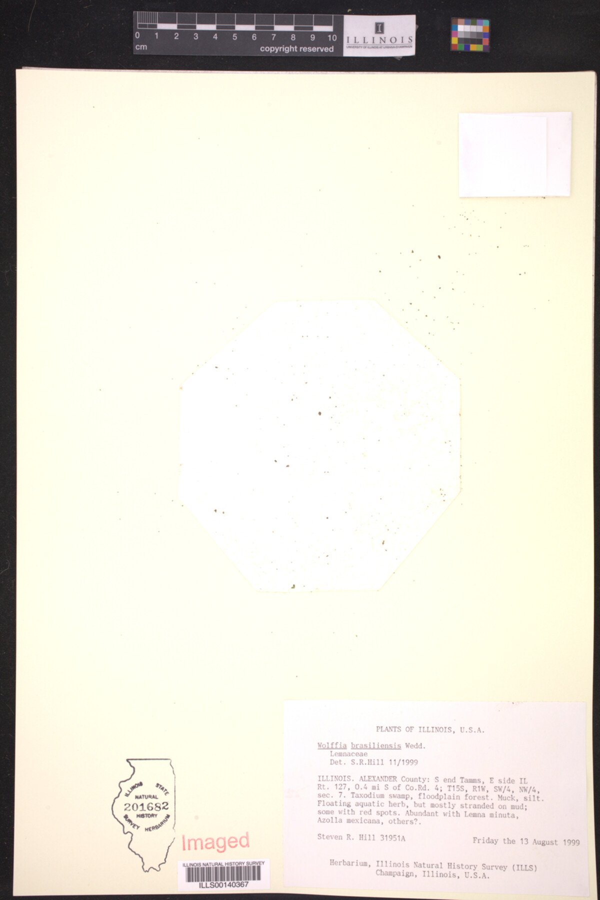 Wolffia brasiliensis image