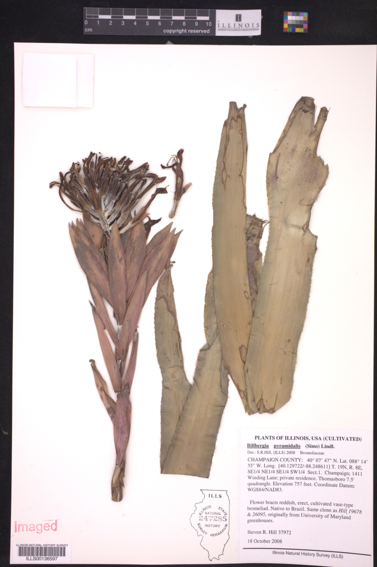 Billbergia pyramidalis image