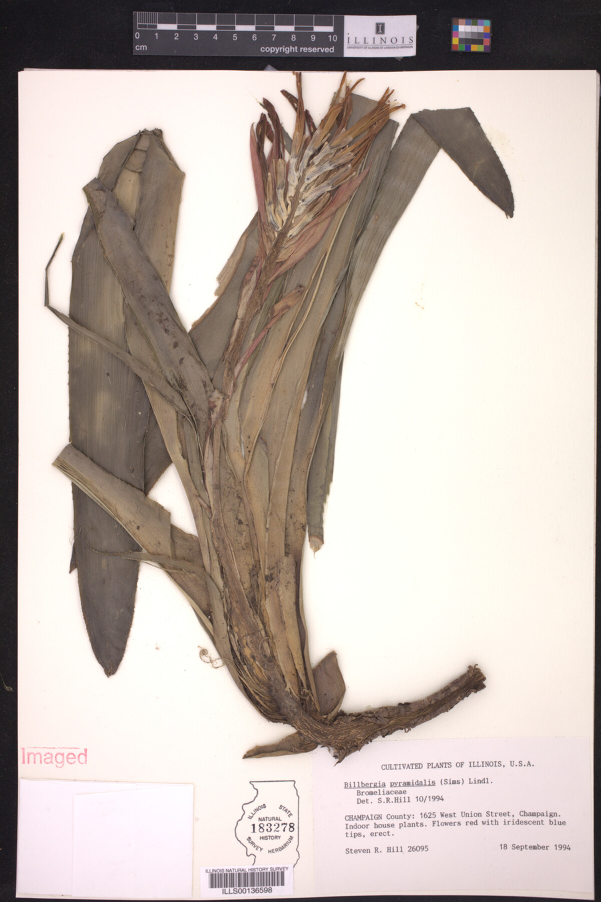 Billbergia pyramidalis image