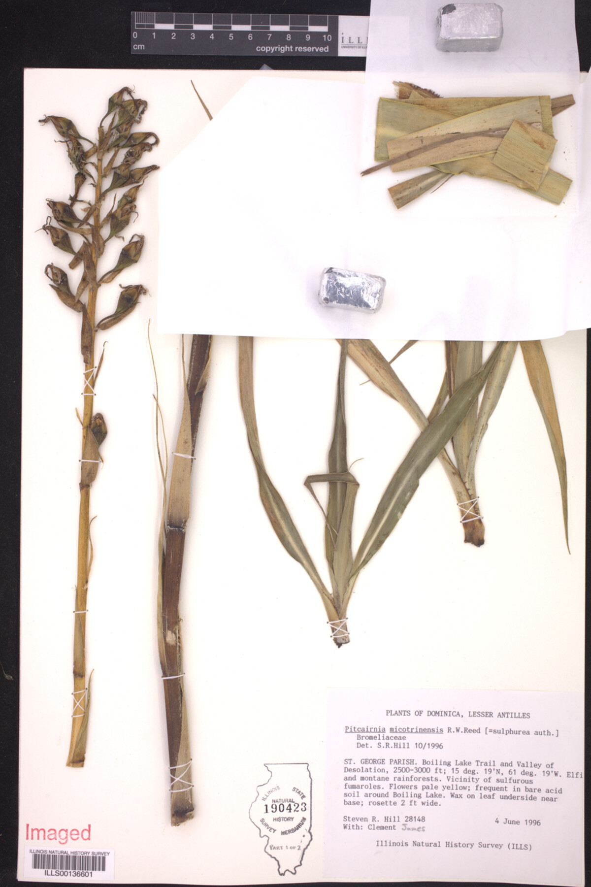 Pitcairnia micotrinensis image