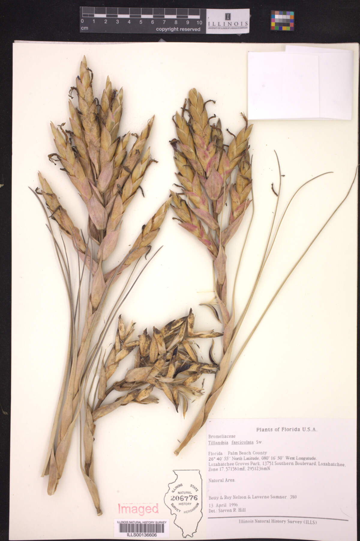 Tillandsia image