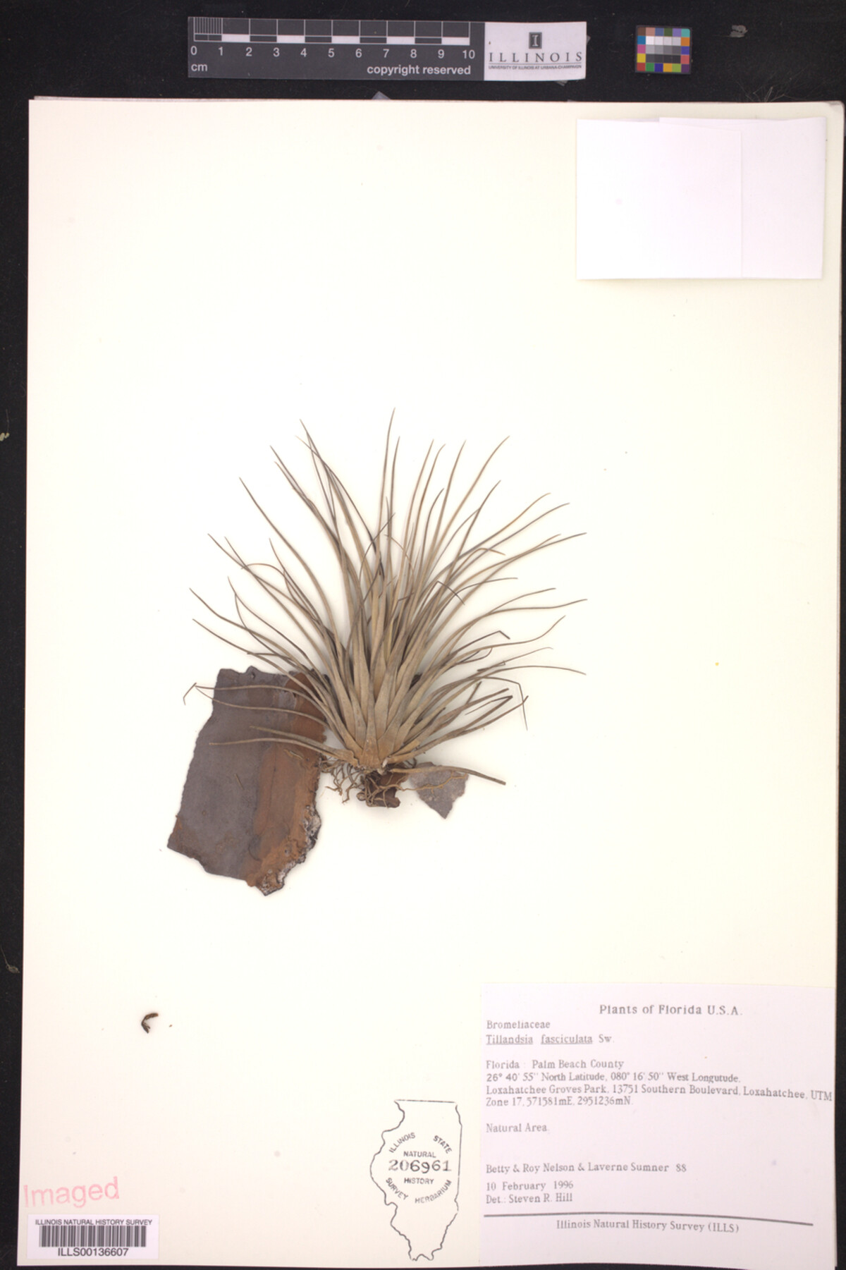 Tillandsia fasciculata image