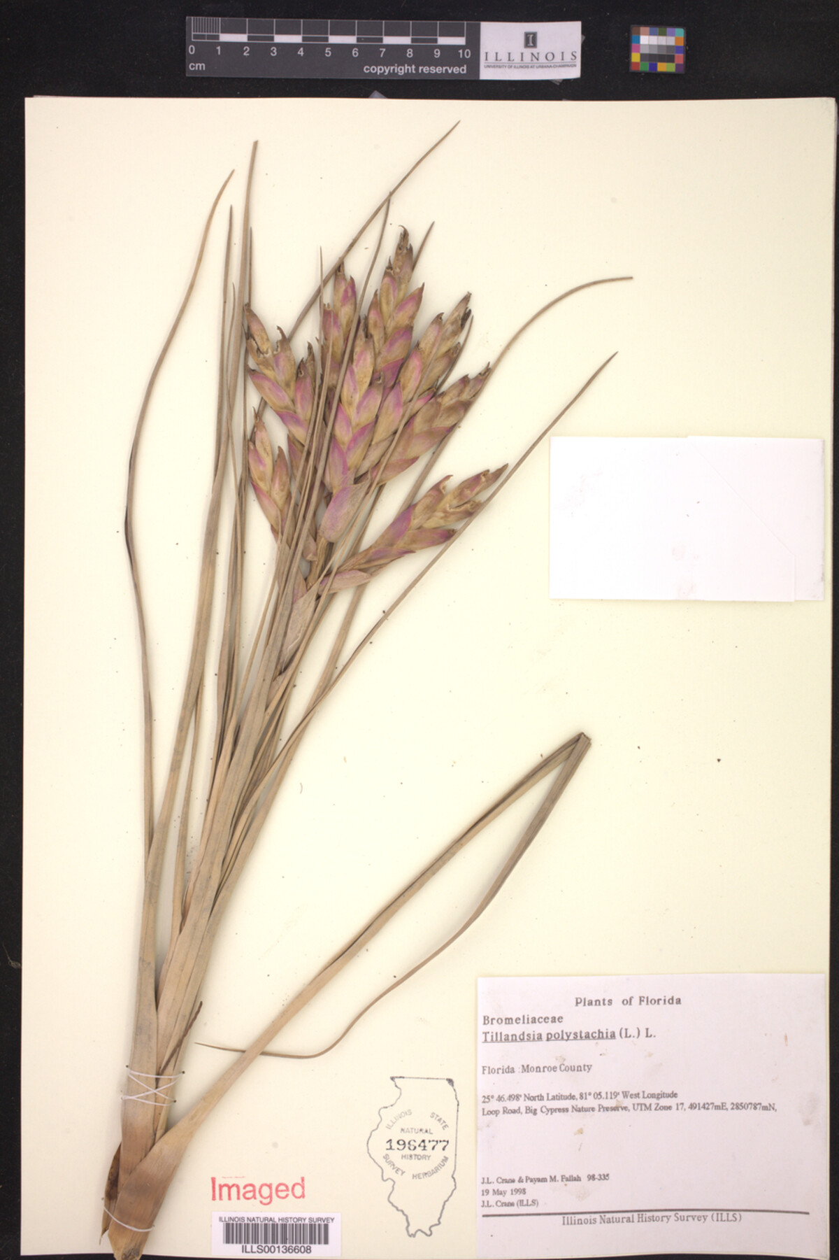 Tillandsia polystachia image