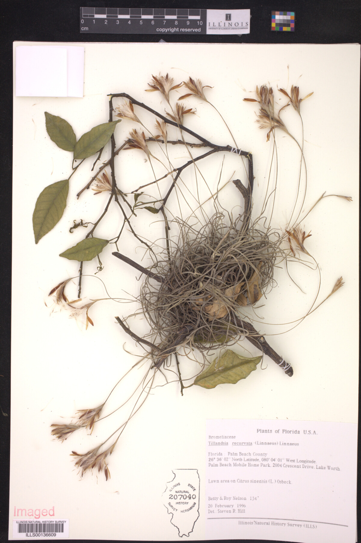 Tillandsia image