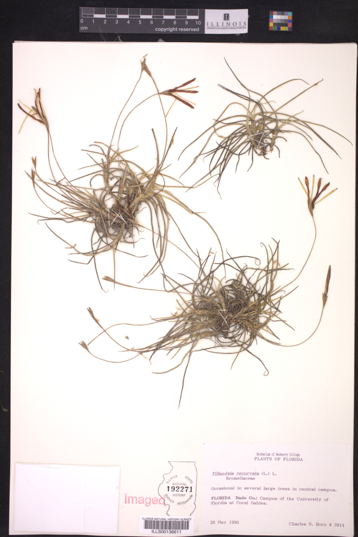 Tillandsia recurvata image