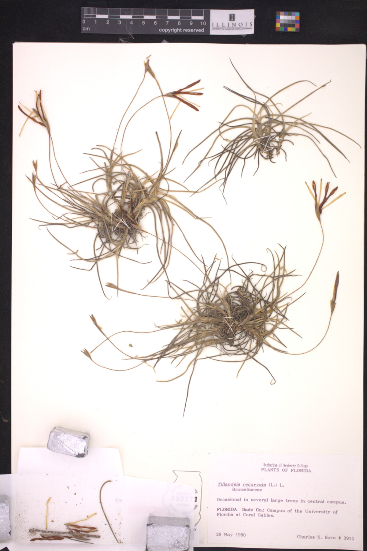 Tillandsia recurvata image