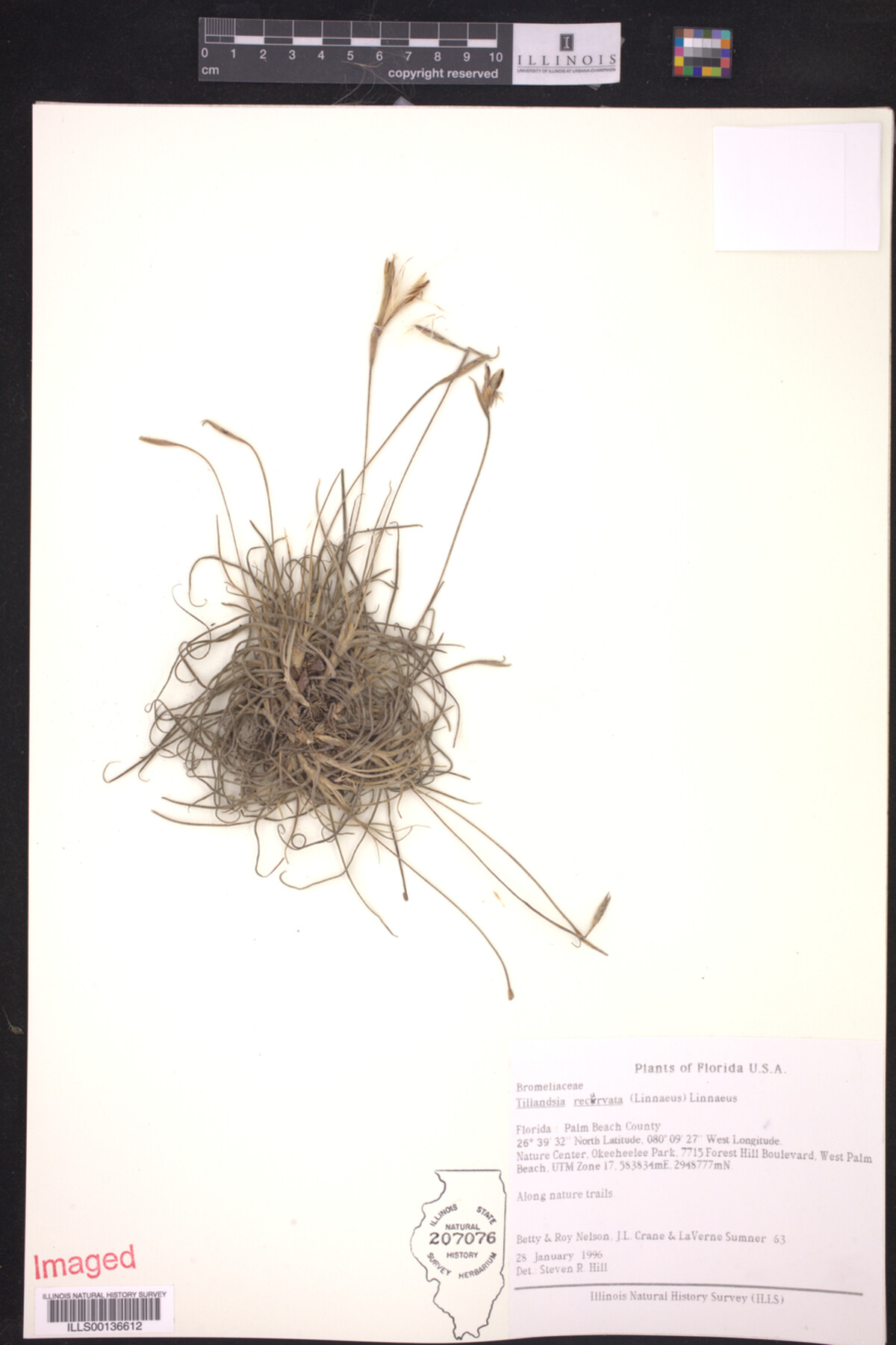 Tillandsia recurvata image