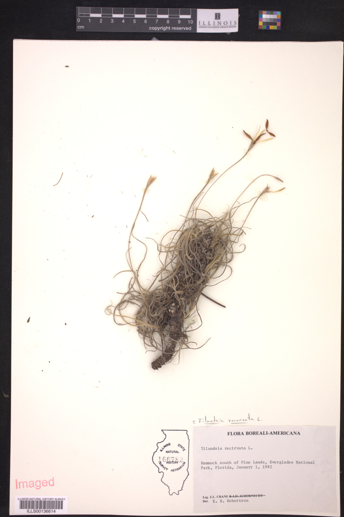 Tillandsia recurvata image