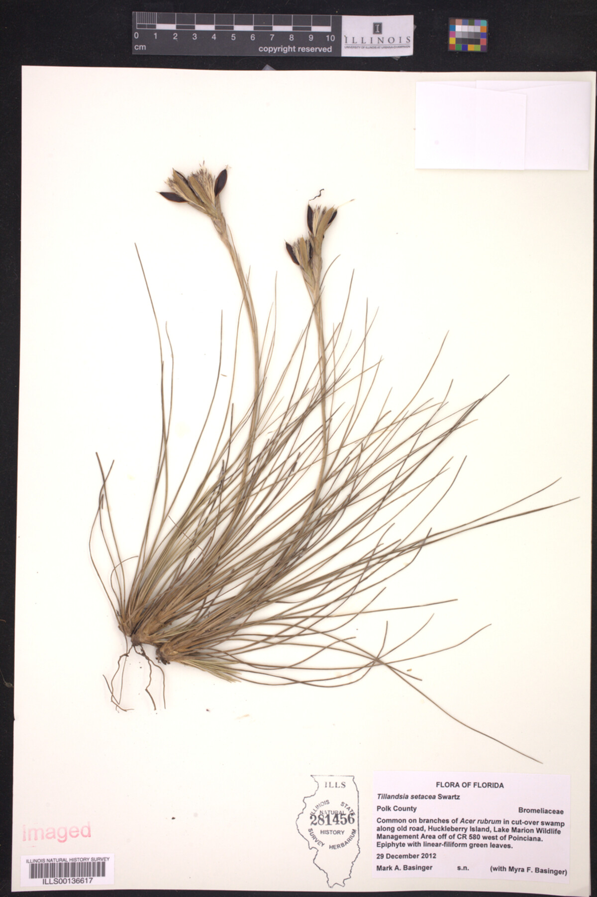 Tillandsia setacea image