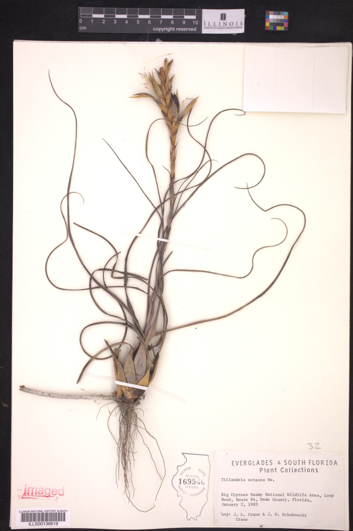 Tillandsia setacea image