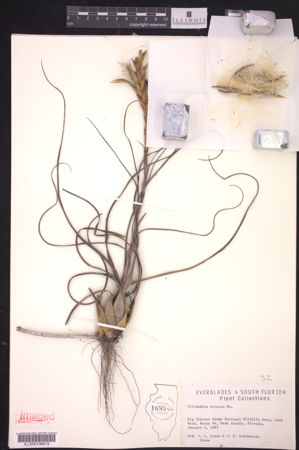 Tillandsia setacea image