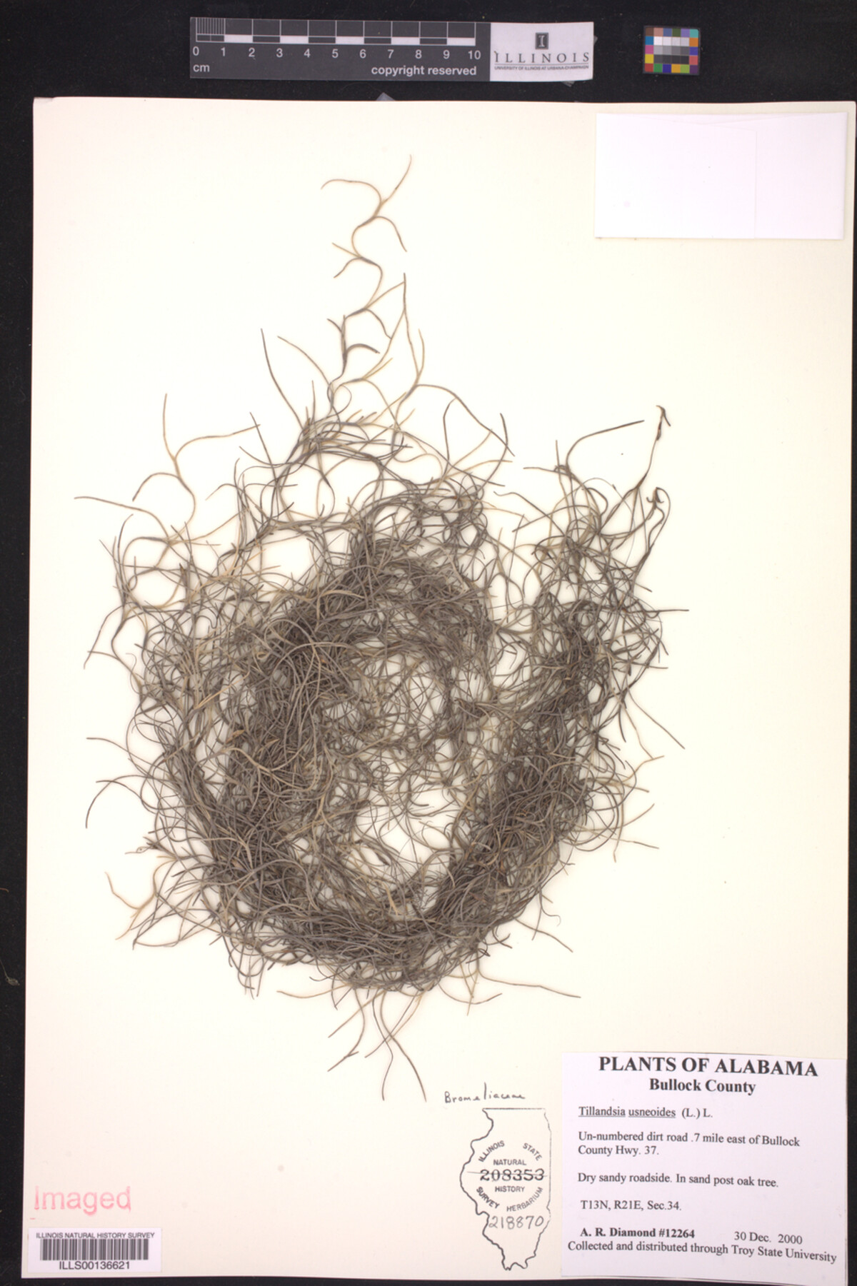 Tillandsia usneoides image