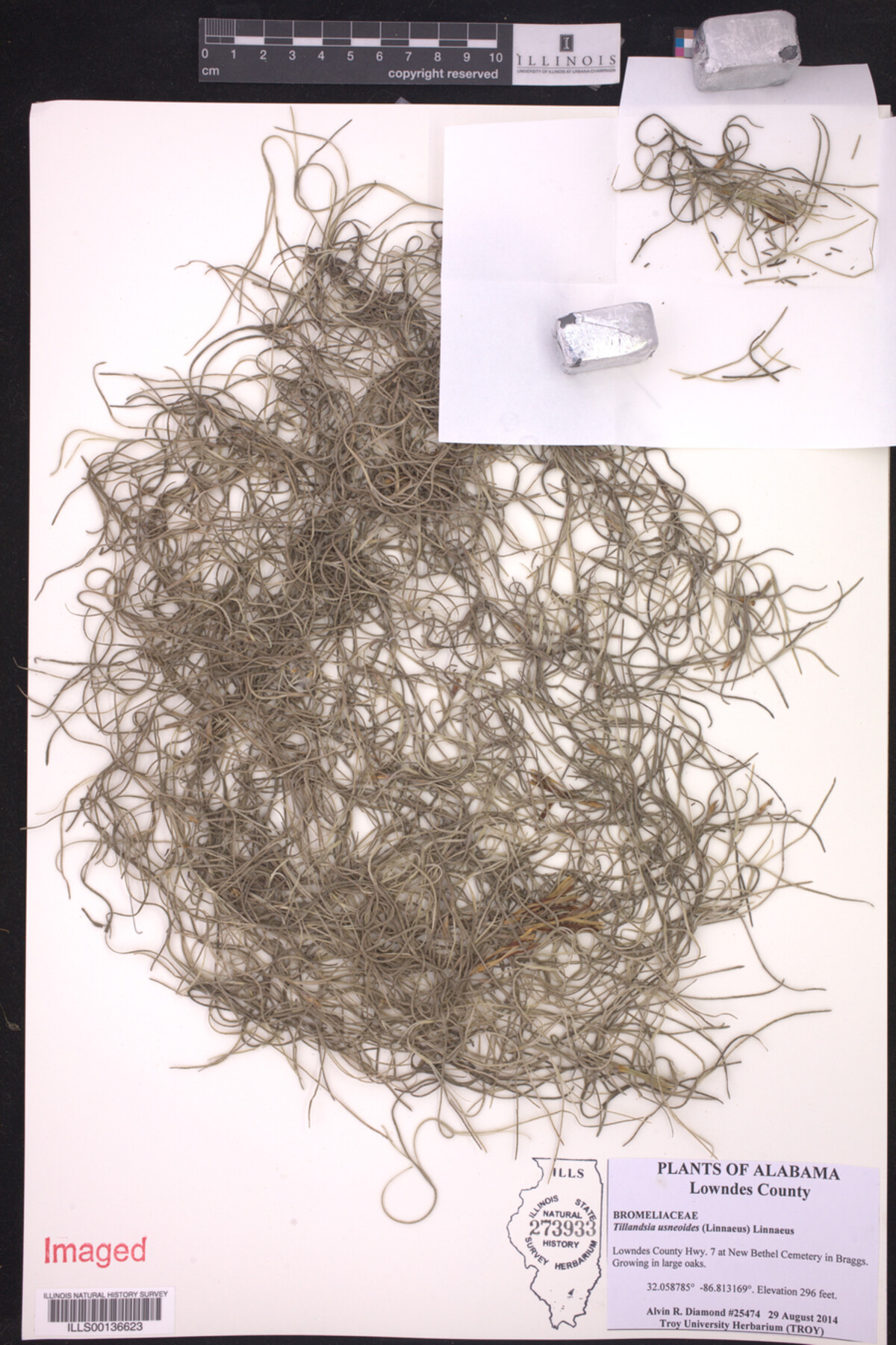 Tillandsia usneoides image