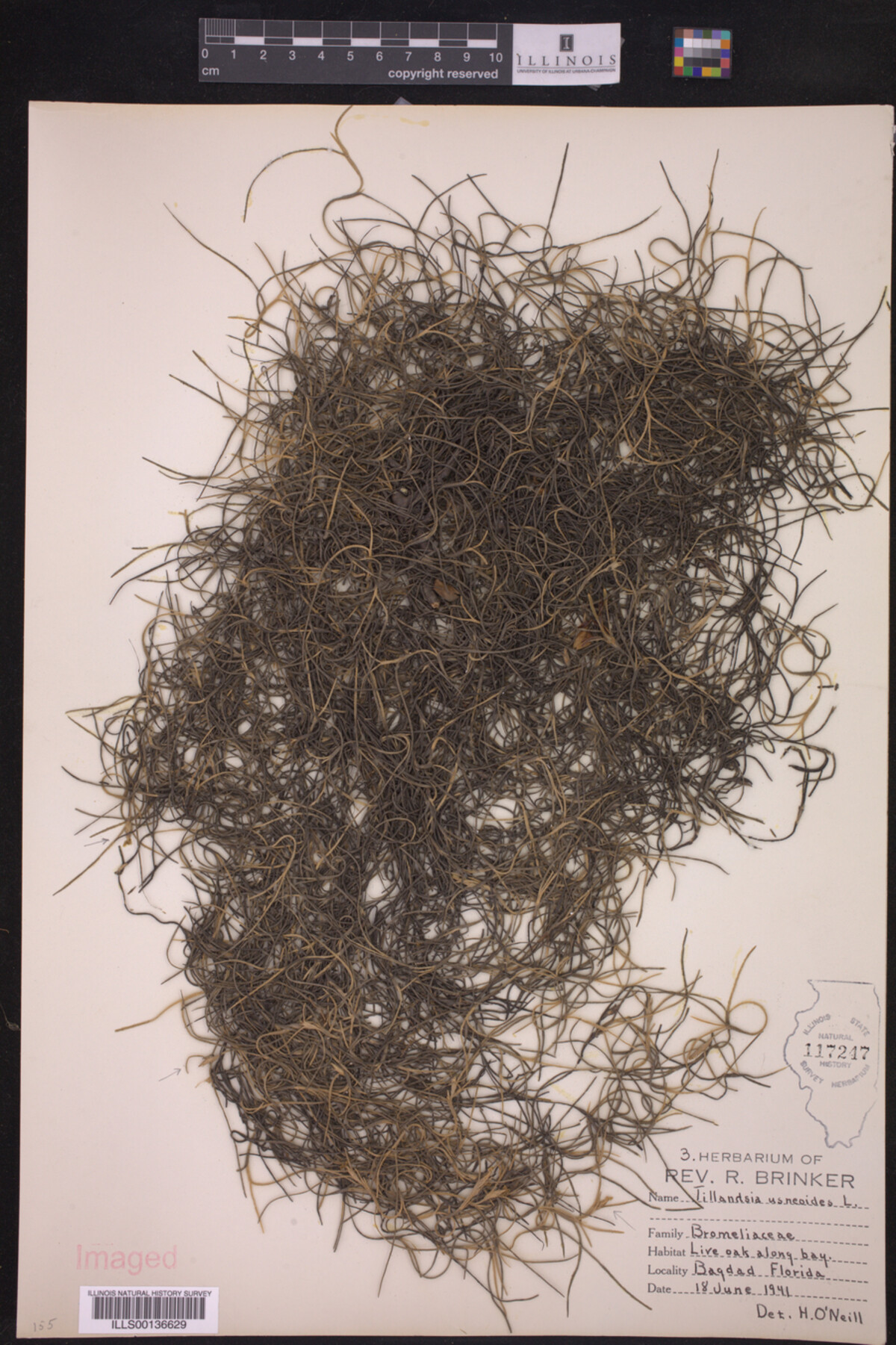 Tillandsia usneoides image