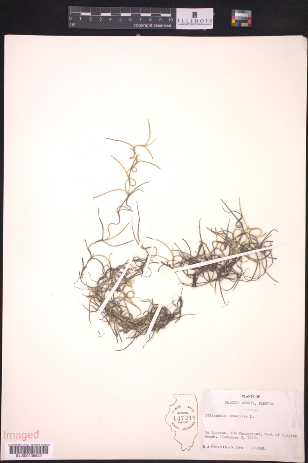 Tillandsia image