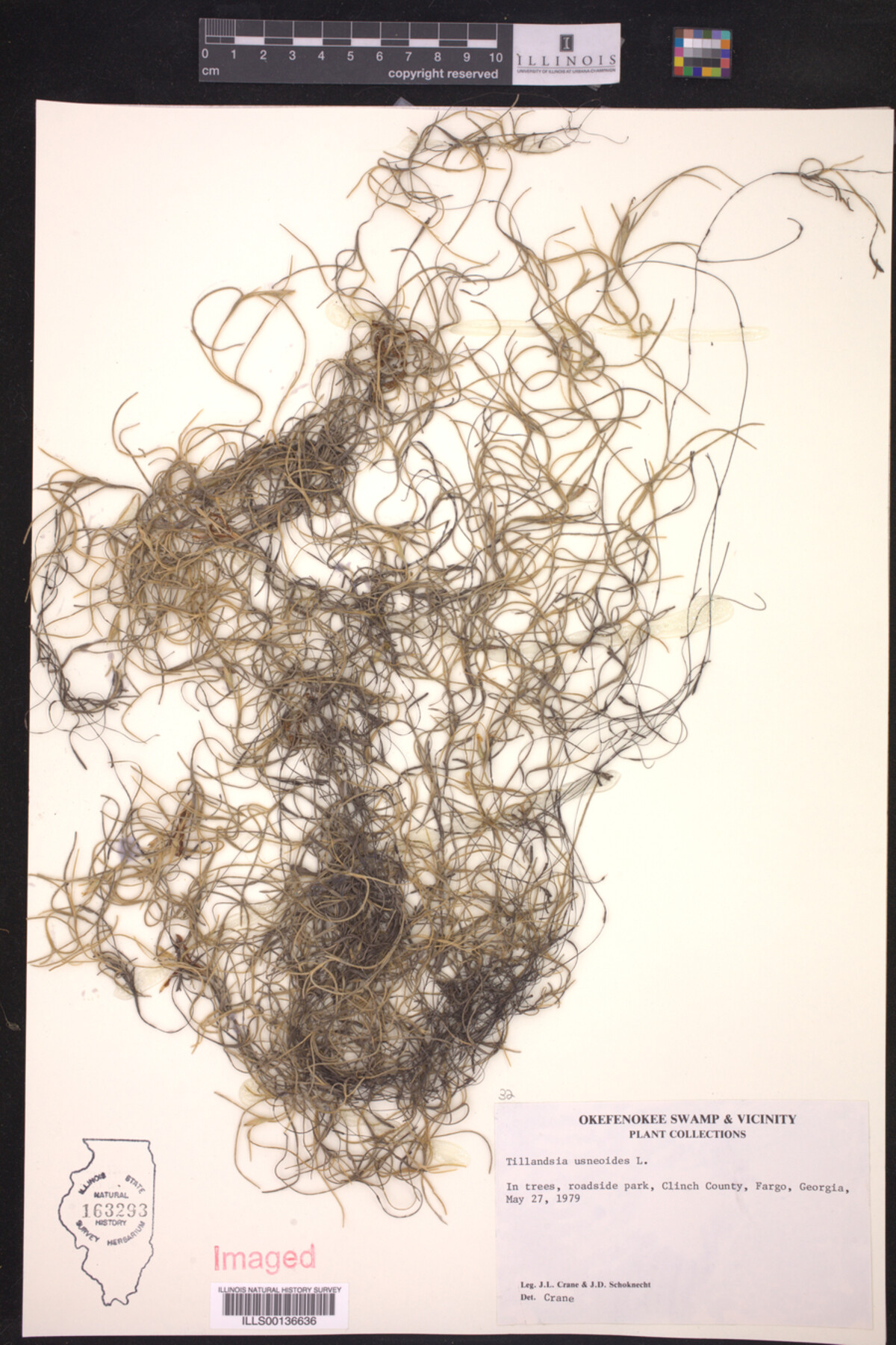 Tillandsia usneoides image