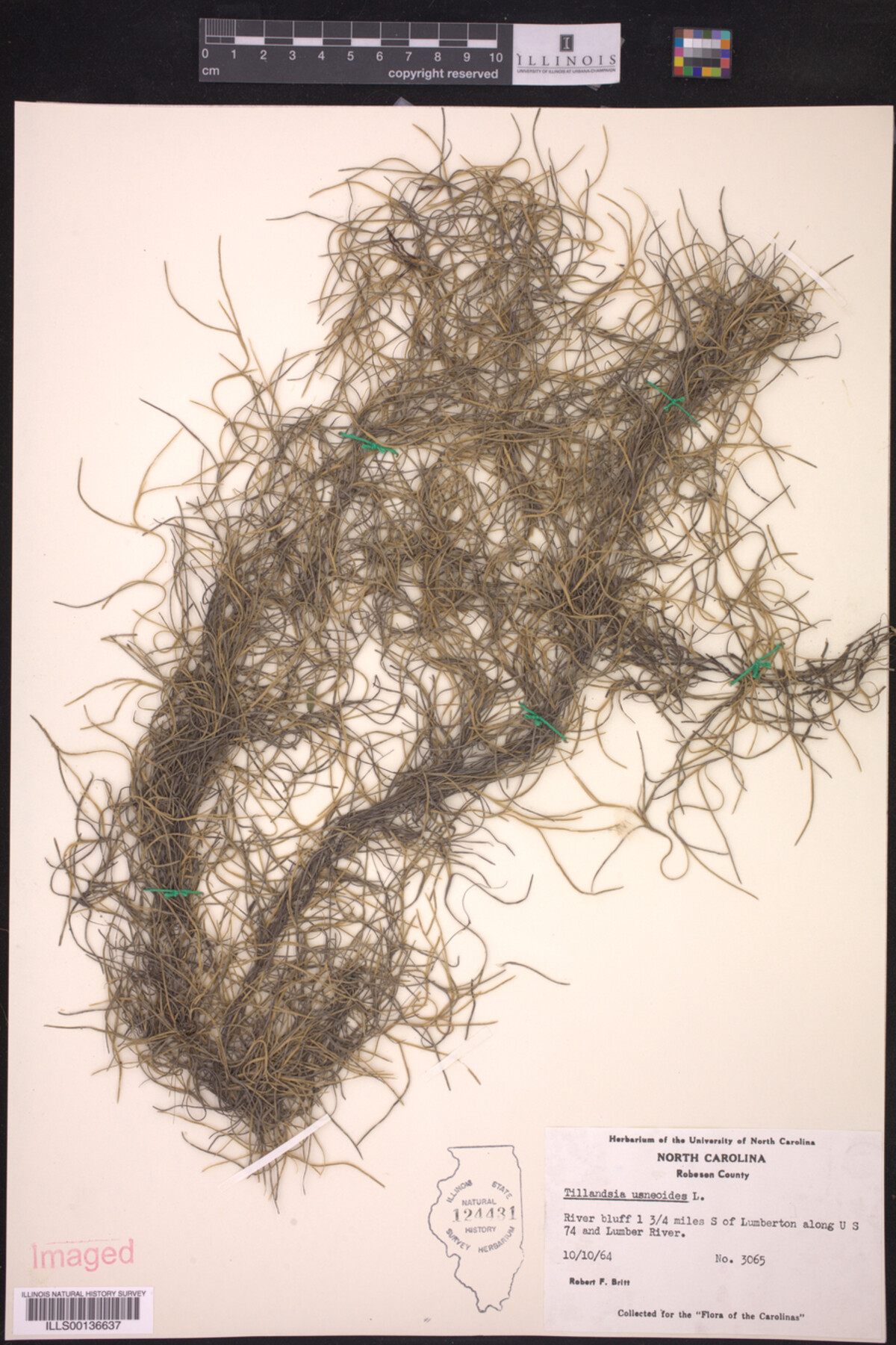 Tillandsia usneoides image