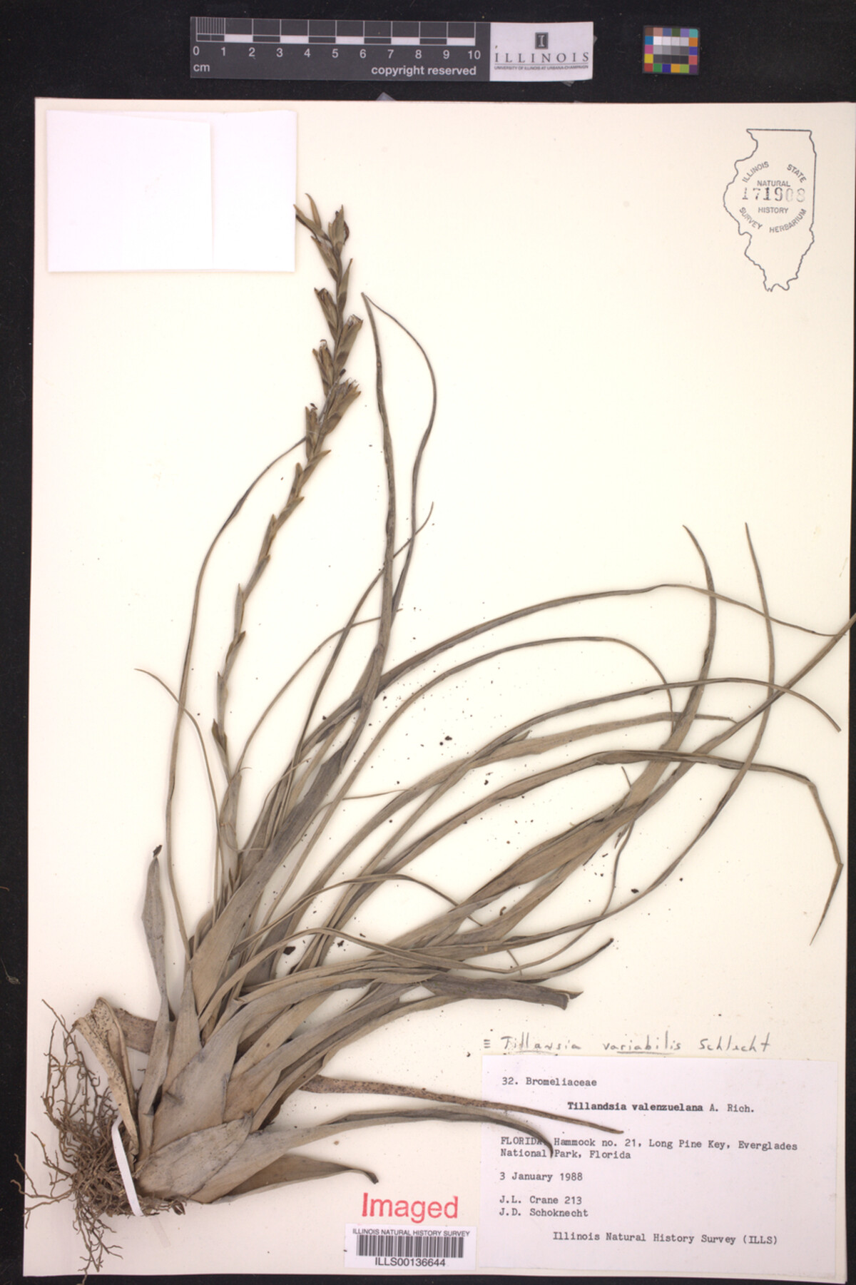 Tillandsia variabilis image